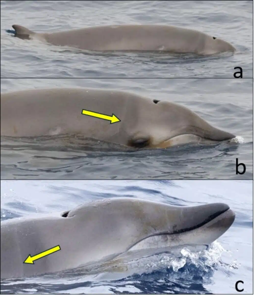 Three Images Of The Same Ginkgo Toothed Beaked Whale