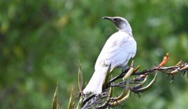 Rare white tūī spotted near Bay View delights Hawke’s Bay bird watcher