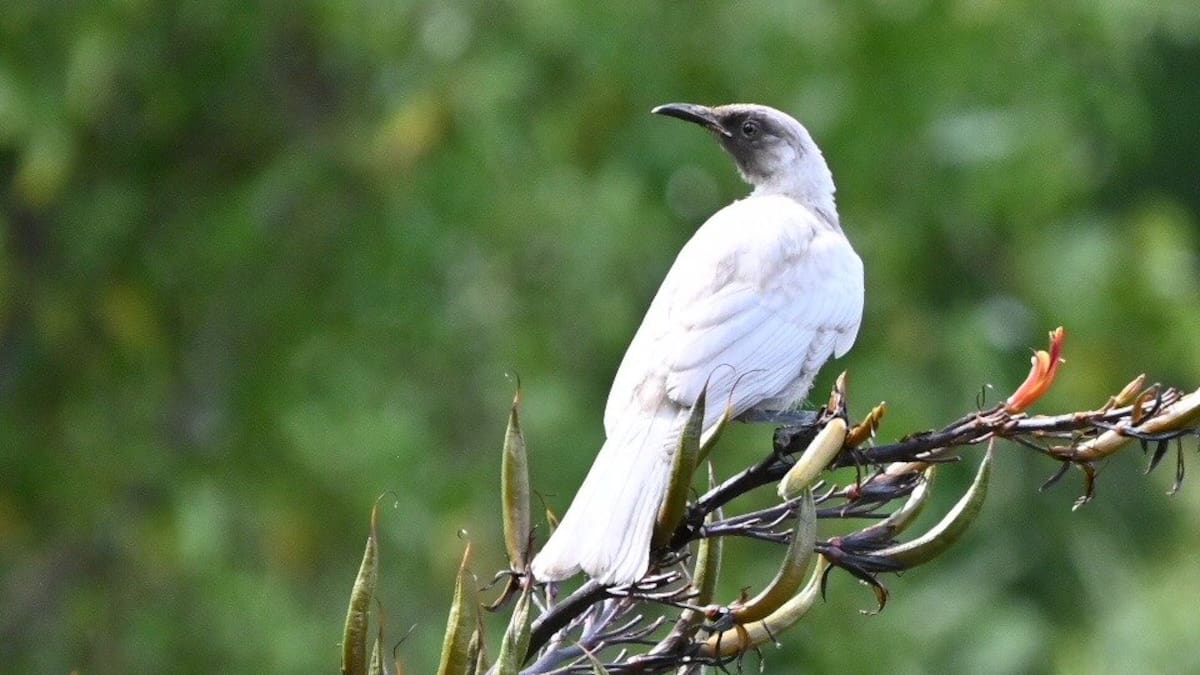 Rare white tūī spotted near Bay View delights Hawke’s Bay bird watcher