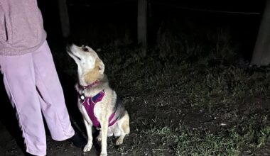Canterbury dog rescue: Coastguard saves pet swept into Waimakariri River