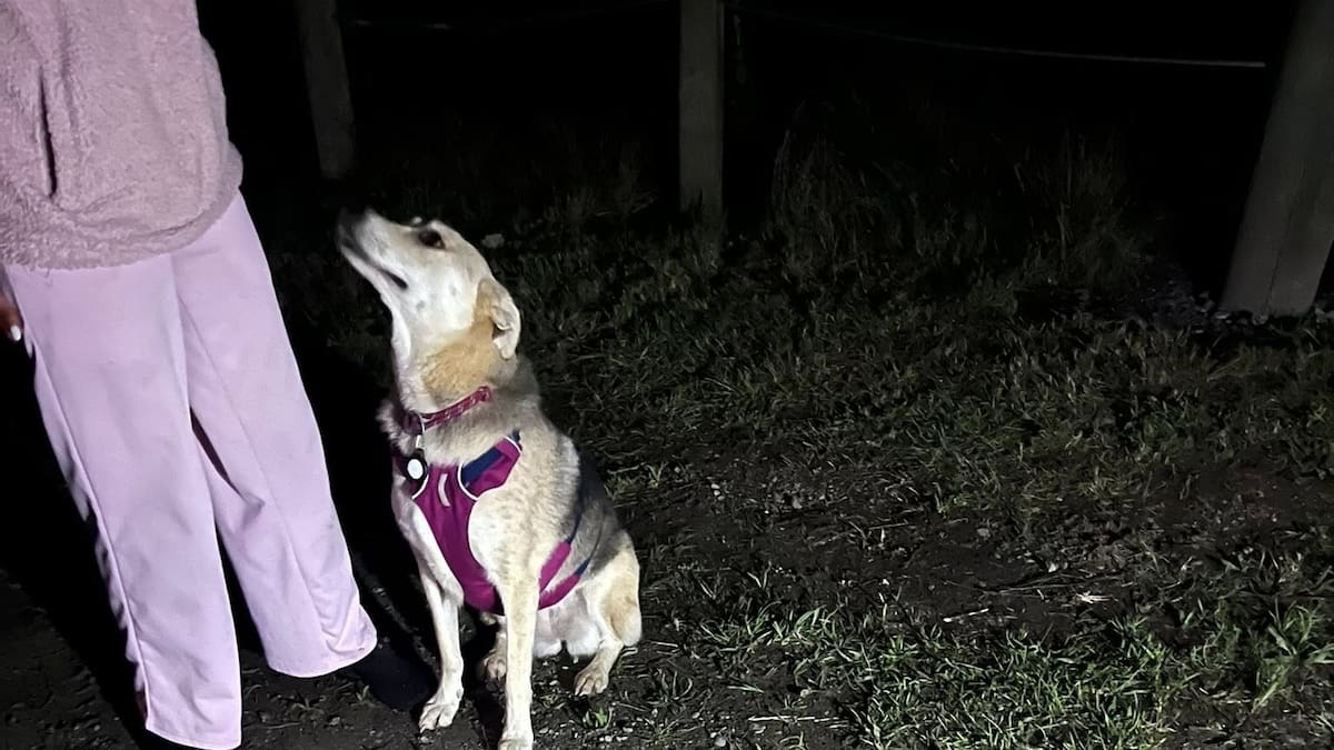Canterbury dog rescue: Coastguard saves pet swept into Waimakariri River