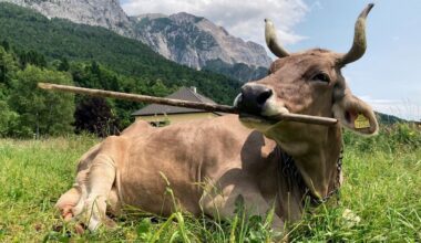 Cattle tool use: Austrian pet cow Veronika shows rare problem-solving skills