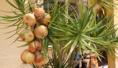 Kem Ormond’s vegetable garden: How to string up your onions