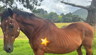 Far North: Abandoned horse found covered in ticks to be put down soon