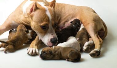 Auckland landlord compensated for ‘pungent’ smell of dog urine in North Shore house