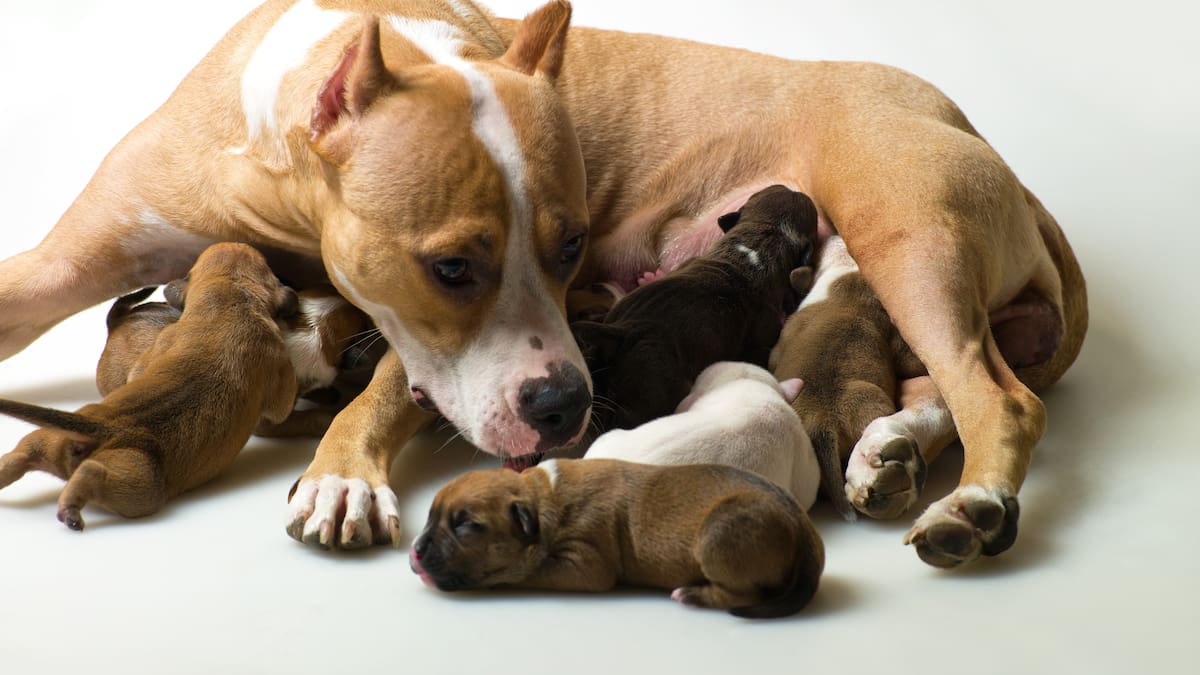 Auckland landlord compensated for ‘pungent’ smell of dog urine in North Shore house