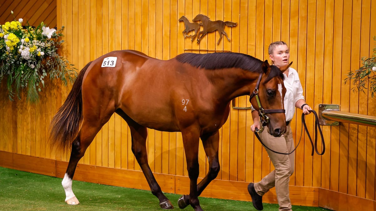Cambridge Stud colt stuns with $1.1 million sales-topping price