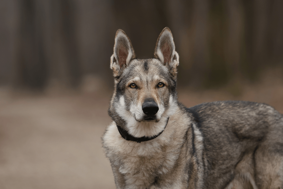 Wolf Dog Credit: MV Photo