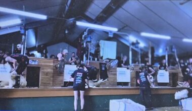 Women’s four-stand shearing world record of 1938 lambs in eight hours set in South Otago