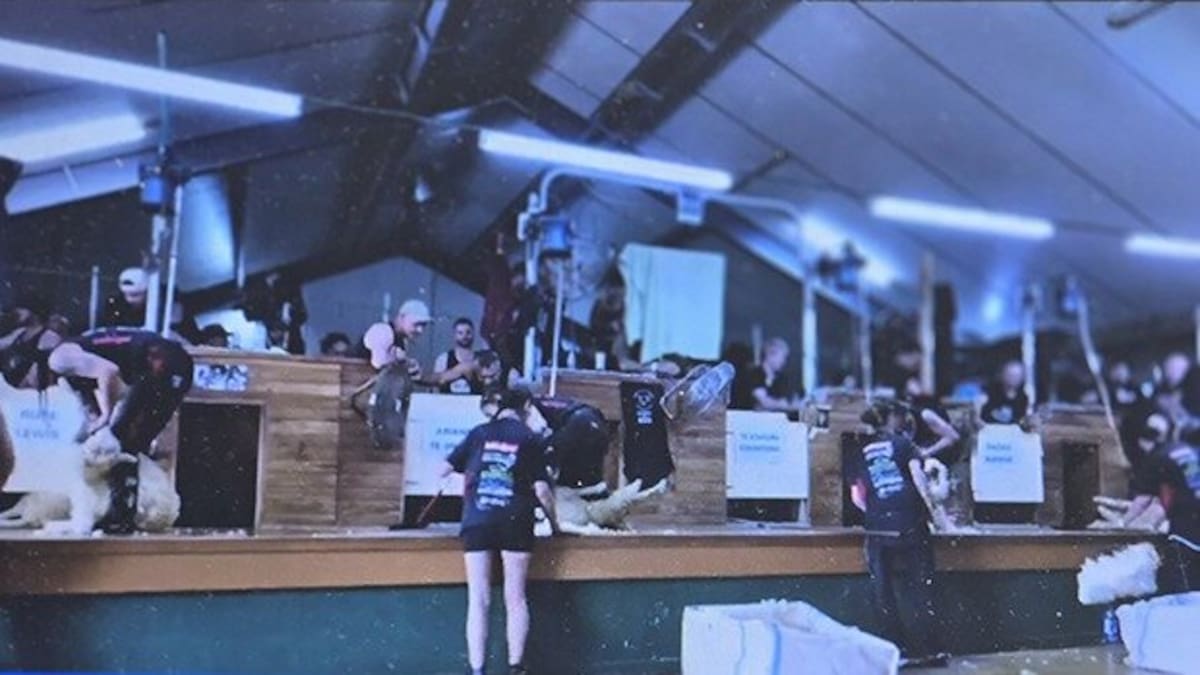 Women’s four-stand shearing world record of 1938 lambs in eight hours set in South Otago