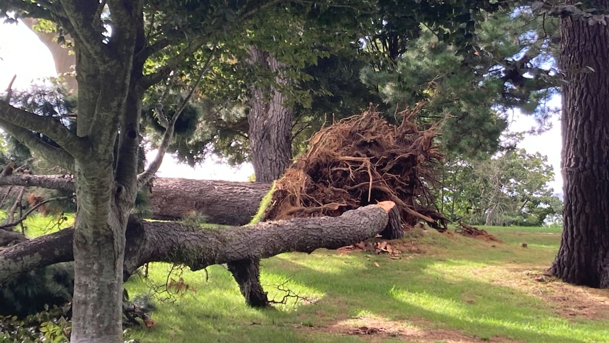 Tauranga council cordons off Yatton Park after large pine tree falls