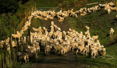 Wool boom: Scourers sees strongest prices in decade