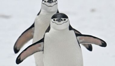 Study says penguins are bringing forward their breeding season as Antarctica warms