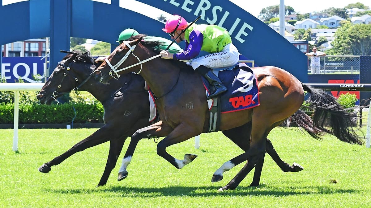 Mick On Monday: Savaglee the question horse as Karaka Millions meeting takes shape