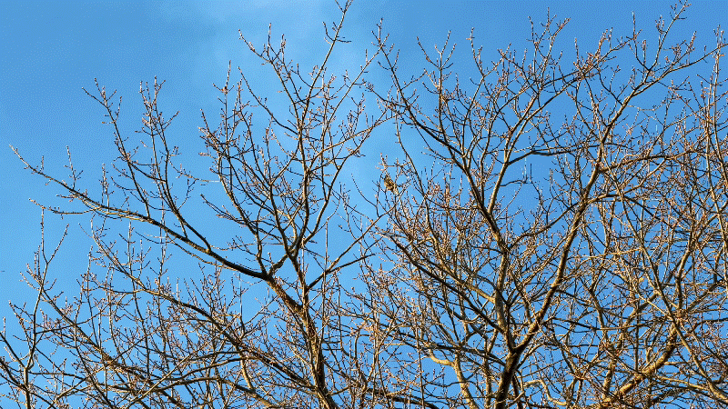 Shiftcam 240mm Super Zoom Tele gif animation.