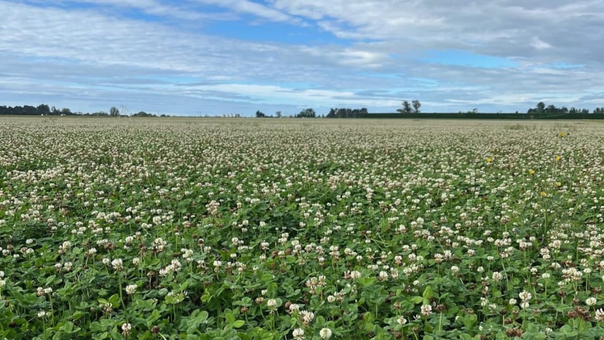 Canterbury hail and wet summer leave arable farmers struggling to harvest