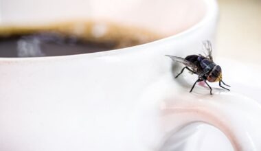 How to keep ants, flies and mozzies out of your house this summer – and when to call in the experts