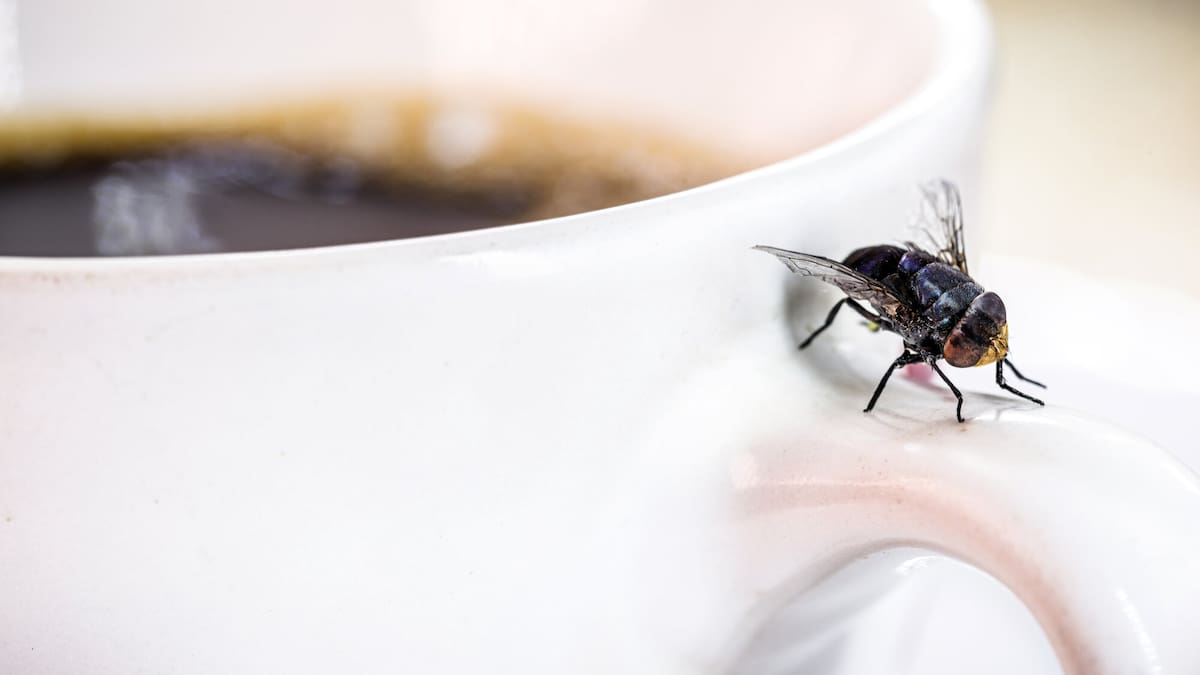 How to keep ants, flies and mozzies out of your house this summer – and when to call in the experts