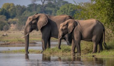 South africa joins zimbabwe, namibia, botswana, lesotho, and eswatini to capitalize on skyrocketing tourism revenue growth as the european union set to invest millions of dollars in africa this year: everything you need to know