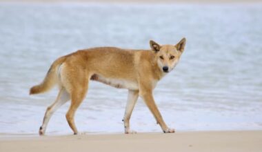 Pack of dingoes found near Canadian woman's body in Queensland