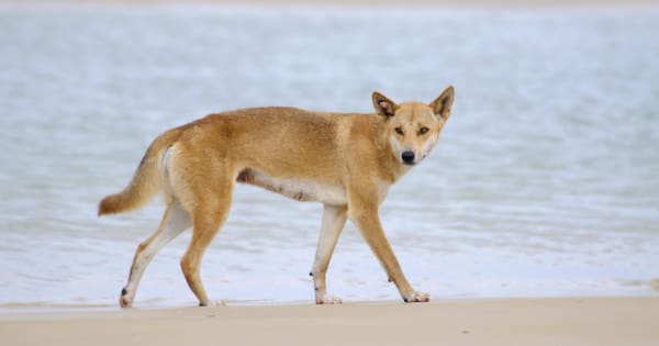 Pack of dingoes found near Canadian woman's body in Queensland
