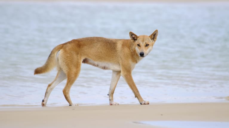 A Dingo on K'Gari.