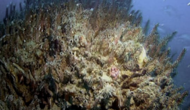 Marlborough Sounds parchment worm 'in too-hard basket'
