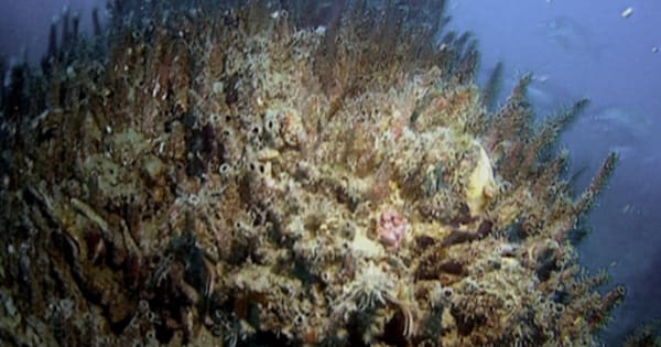 Marlborough Sounds parchment worm 'in too-hard basket'