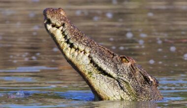 Man's back and legs mauled in Queensland croc attack