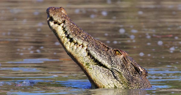 Man's back and legs mauled in Queensland croc attack