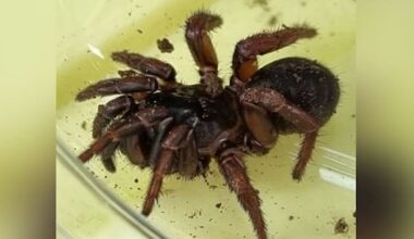 'Over the moon' after discovery of possible new spider species