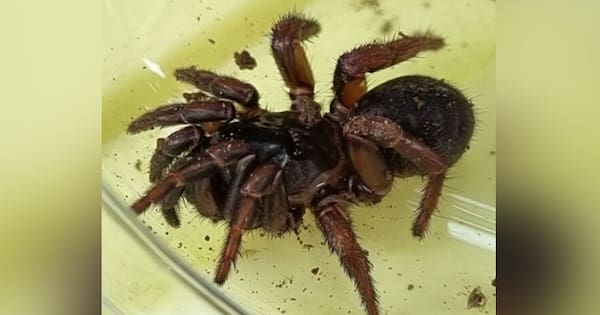 'Over the moon' after discovery of possible new spider species
