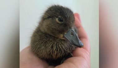 One of NZ’s rarest ducklings hatches – it’s 'magical'