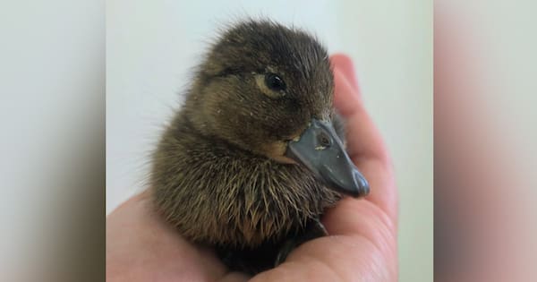 One of NZ’s rarest ducklings hatches – it’s 'magical'