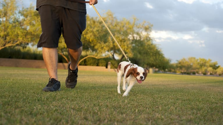 A renewed dog policy is open for feedback in Masterton. 