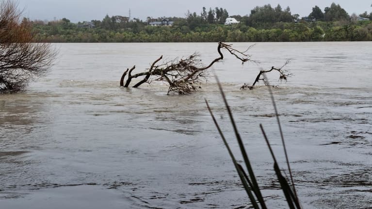 A tree in the flooded Buller River on 18 August, 2022.