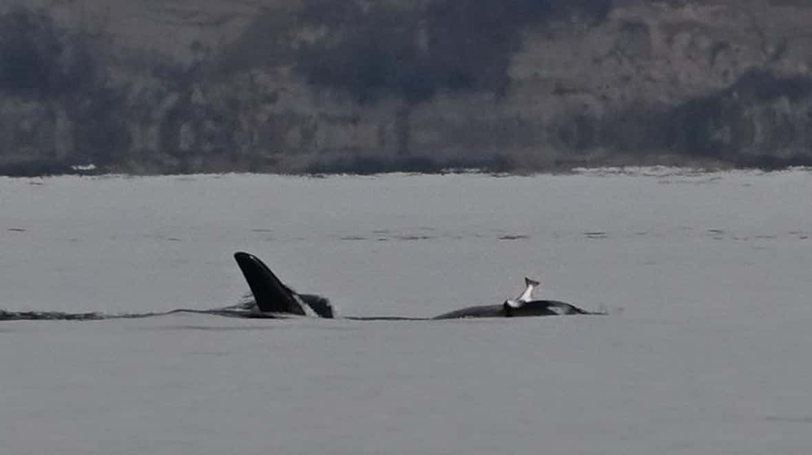 A Whale Was Spotted In Puget Sound Near Point No Point On Oct. 25