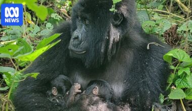 Wild mountain gorilla gives birth to twins in Virunga National Park