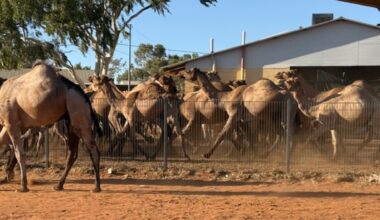 Aggressive feral camels knock out water supply to 11 homes in Mount Liebig, NT as they vandalise properties in central Australia