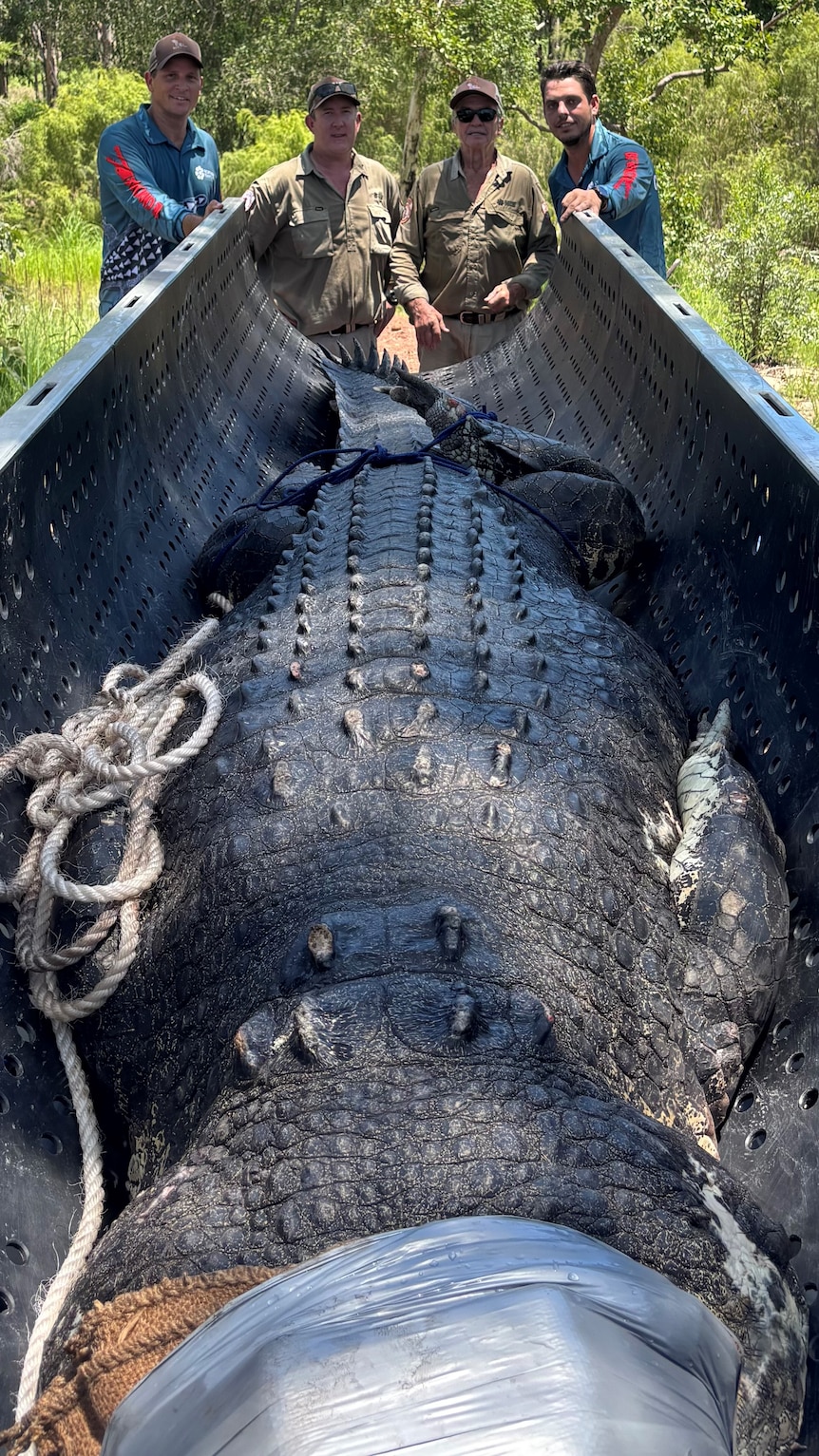Park rangers standing alongside a long crocodile, with duct tape secured around the animal's jaw.