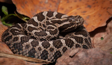 Inbreeding Threatens Michigan’s Only Rattlesnake — What It Means for Conservation