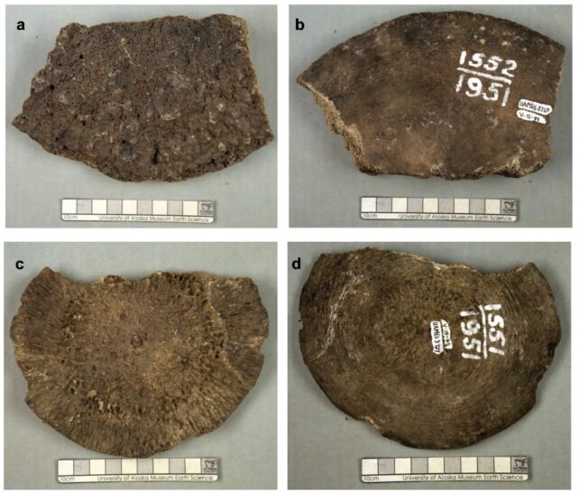 collage of four specimen photographs, showing two sides of two different specimens of large mammal backbones