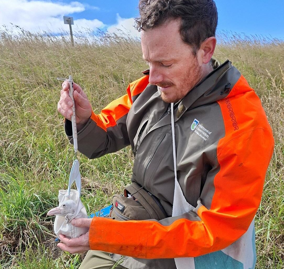 Flying flag for hatching of 1000th albatross
