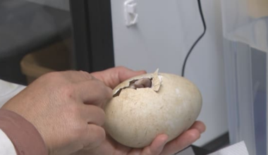 Jubilation as 1000th toroa/albatross chick hatches in Otago