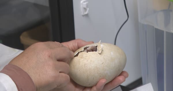 Jubilation as 1000th toroa/albatross chick hatches in Otago