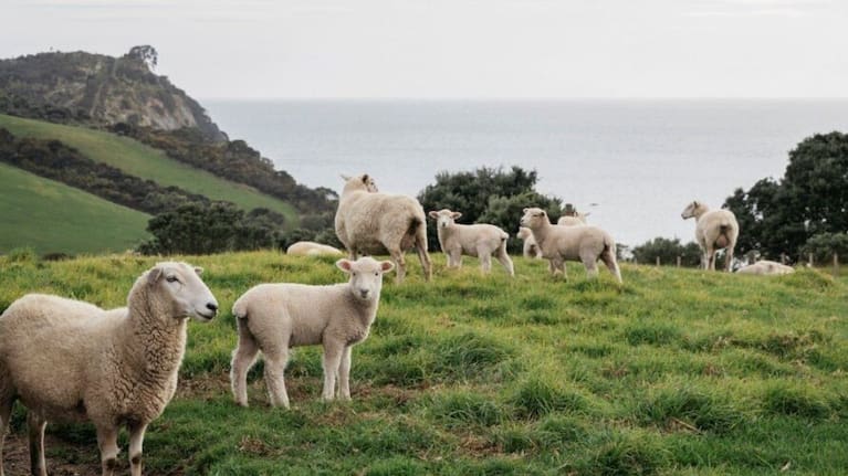 Ambury Regional Park is a popular picnic spot for Aucklanders and visitors during summer. (Source: Stuff)