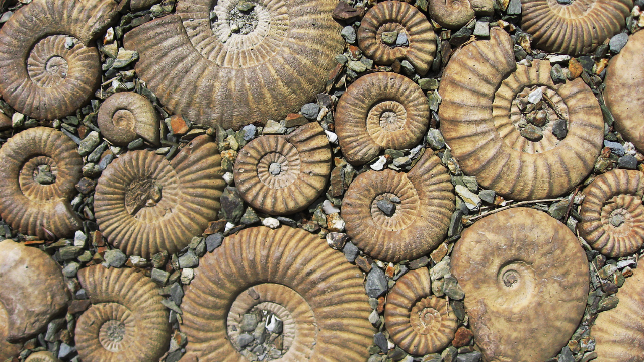 Ammonites Ammonites