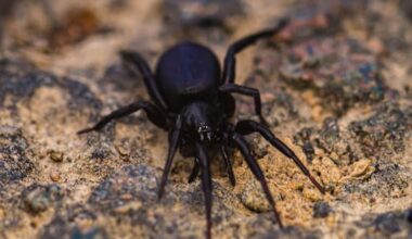 Aussie spider venom spawns heart attack and stroke drug