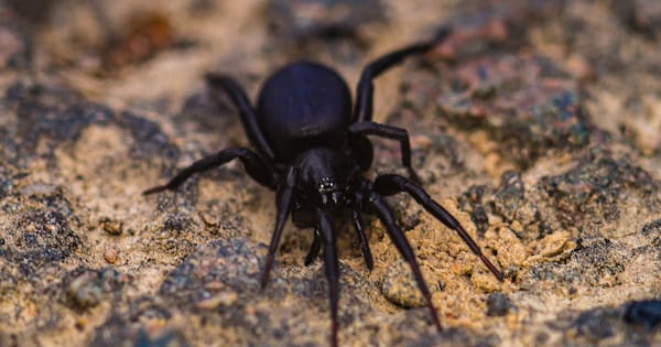 Aussie spider venom spawns heart attack and stroke drug