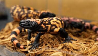 From Lizard Venom to Ozempic: How VA Research Changed Medicine